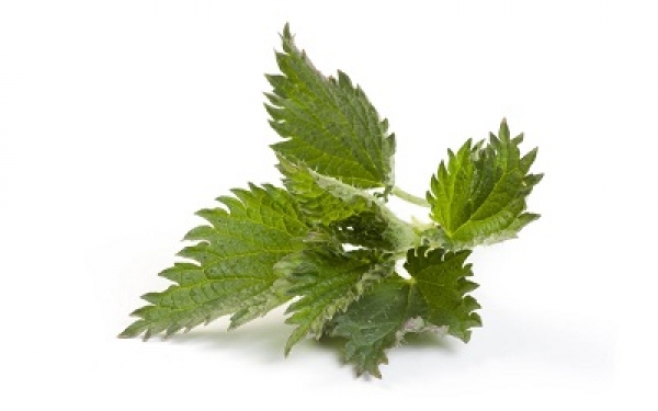 nettle extract