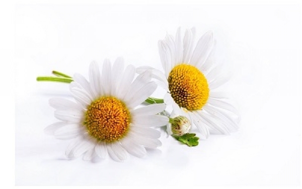 camomile extract