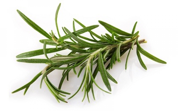 rosemary extract