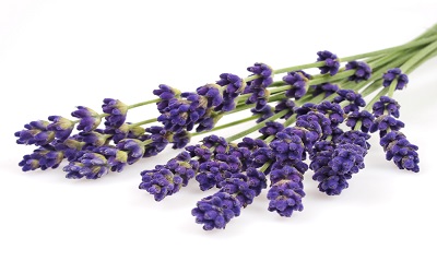 lavender essential oil