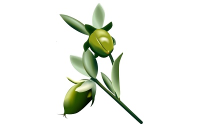 jojoba oil